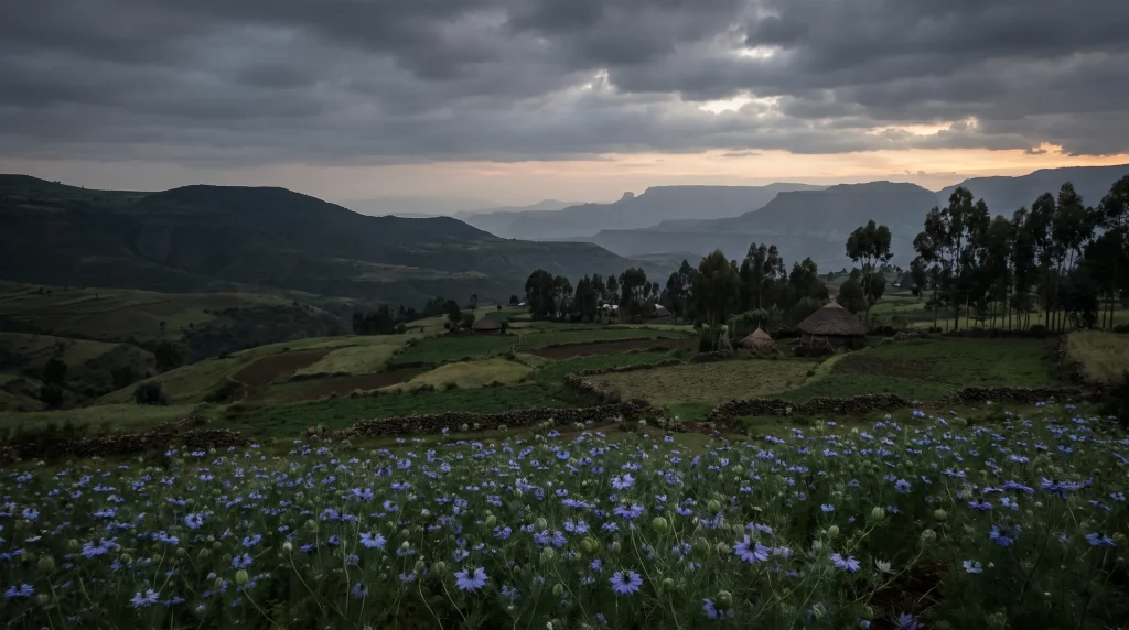 Evening in the highlands near Gondar: flowering black seed, round houses, eucalyptus and table mountains